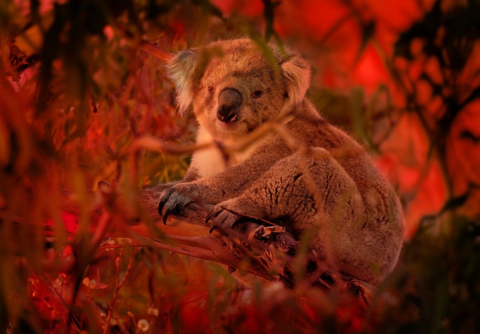 Koala - Phascolarctos cinereus on the tree in Australia, climbing on eucaluptus while the fire on the background. Burning forest in Australia