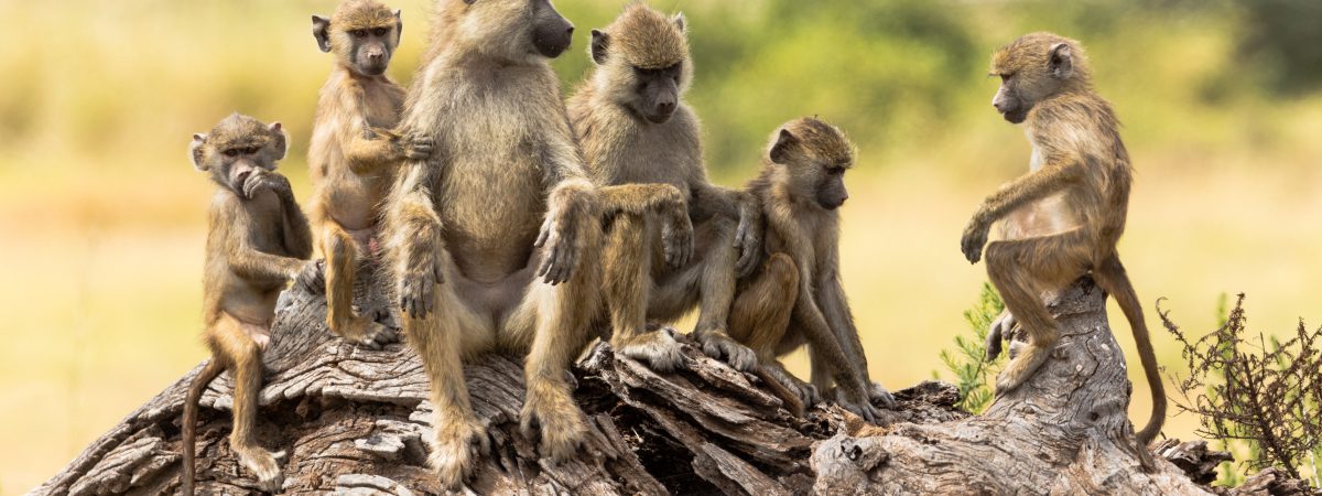 02.ep01_GroupofBaboons