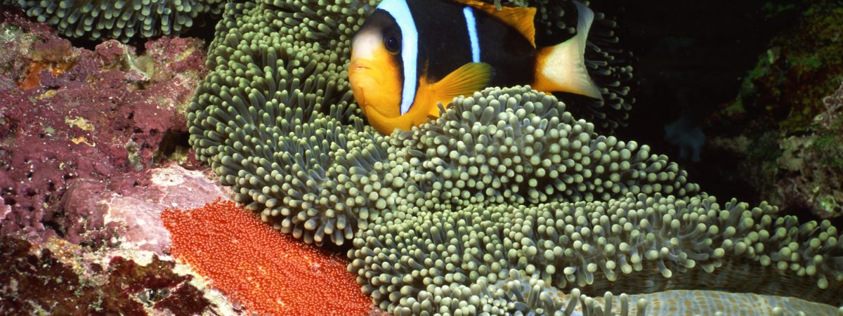 Orange-fin clownfish aerating eggs