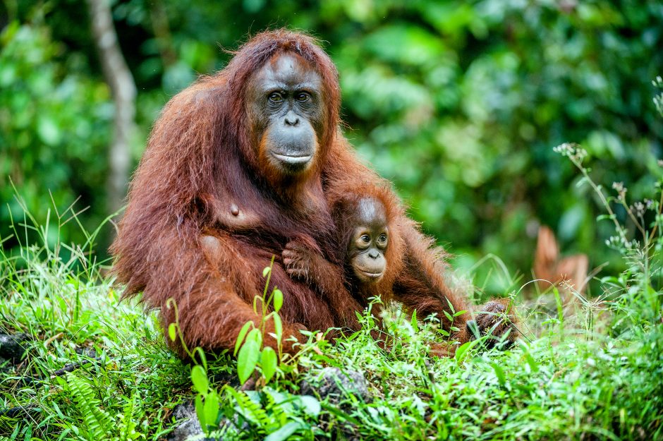 The female orangutan with a cub