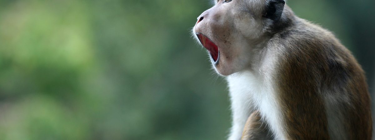 Astonished macaque  monkey with mouth open